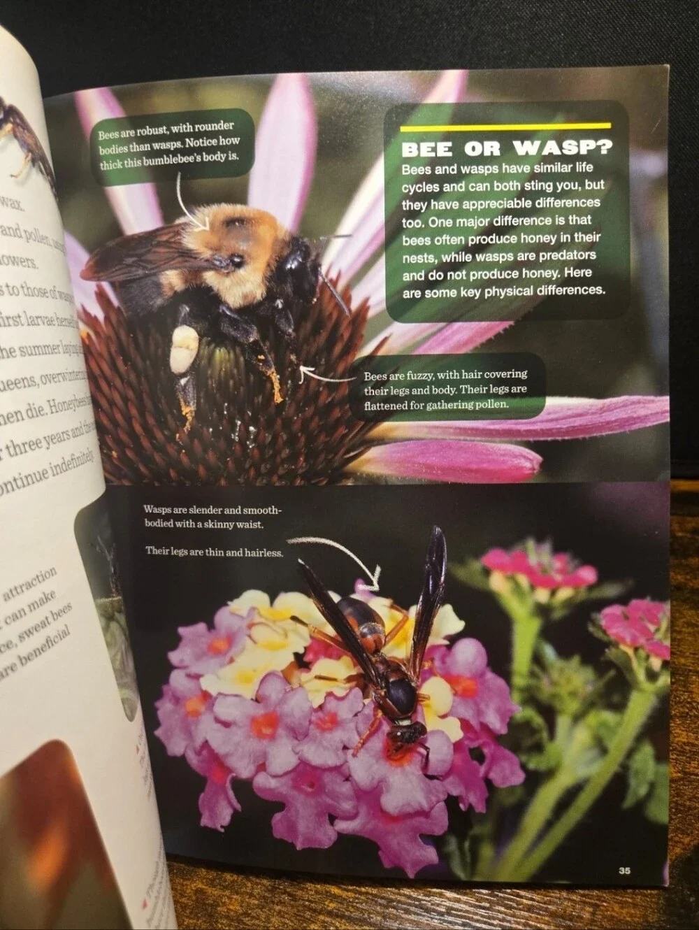 The Secret Lives of Backyard Bugs